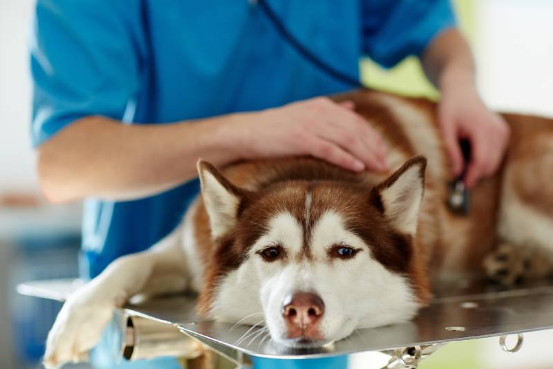 Health & safety editorial image for Lead Poisoning in Pets: Symptoms and Prevention